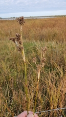 Juncus maritimus