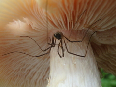 Mitopus morio