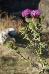 Cirsium ciliatum