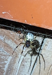 Nephilengys malabarensis