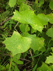 Parasenecio kamtschaticus