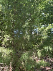 Juniperus virginiana virginiana