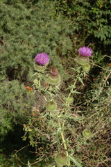 Cirsium ciliatum