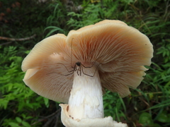 Mitopus morio