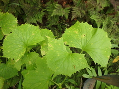 Parasenecio kamtschaticus