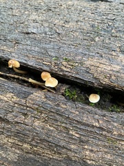 Mycena galericulata