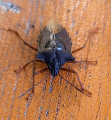 Pentatoma rufipes