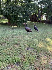 Meleagris gallopavo silvestris