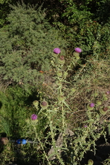 Cirsium ciliatum