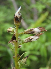 Parasenecio kamtschaticus