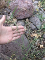 Euphorbia bilobata
