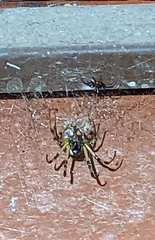 Nephilengys malabarensis