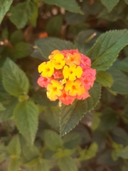 Lantana