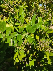 Ligustrum japonicum