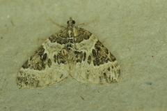Eulithis explanata