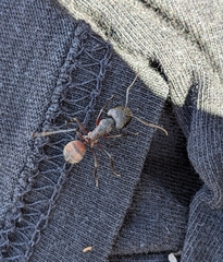 Camponotus cruentatus