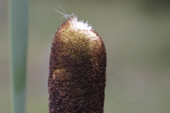 Typha latifolia