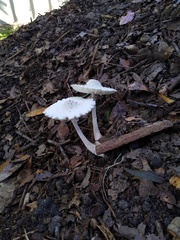 Leucocoprinus cretaceus image