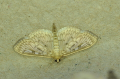 Herpetogramma aquilonalis