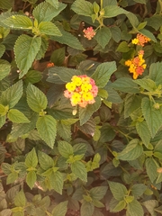 Lantana