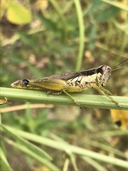 Melanoplus gracilis