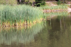 Typha latifolia
