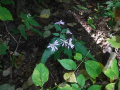Symphyotrichum shortii
