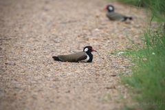 Vanellus indicus atronuchalis