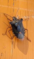 Pentatoma rufipes