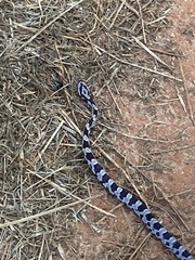 Pantherophis guttatus