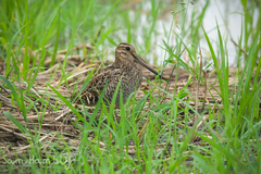 Gallinago stenura