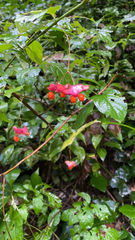 Euonymus
