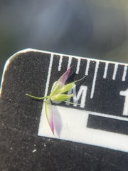 Vahlodea atropurpurea