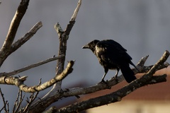 Corvus corone