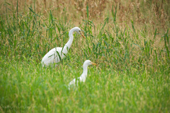 Ardea intermedia intermedia