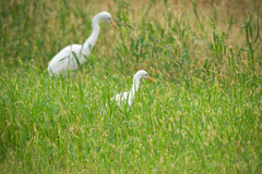 Bubulcus ibis coromandus