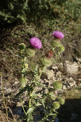 Cirsium ciliatum