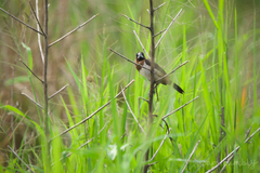 Lonchura striata subsquamicollis