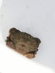 Xantho hydrophilus