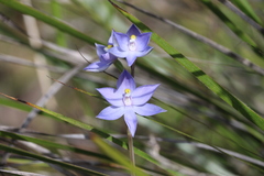 Thelymitra alcockiae