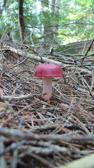 Russula peckii