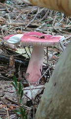 Russula peckii
