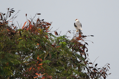 Elanus caeruleus vociferus