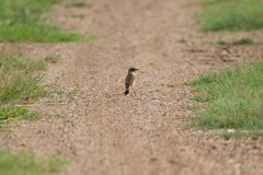 Saxicola stejnegeri