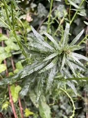 Leucanthemum maximum
