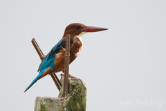 Halcyon smyrnensis perpulchra