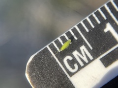 Vahlodea atropurpurea