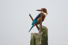 Halcyon smyrnensis perpulchra