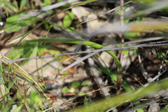 Thelymitra alcockiae