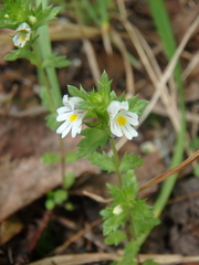 Euphrasia maximowiczii